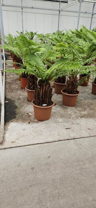 Dicksonia antarctica