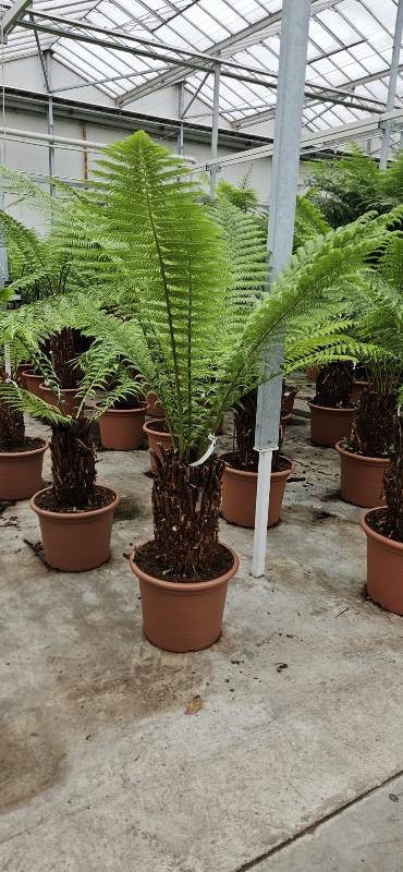 Dicksonia antarctica