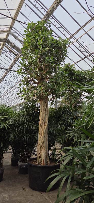 Ficus benghalensis
