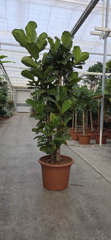 Ficus lyrata