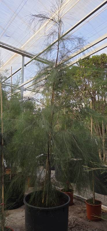 Casuarina equisetifolia
