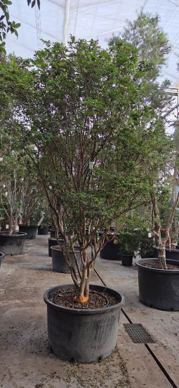 Myrciaria Cauliflora