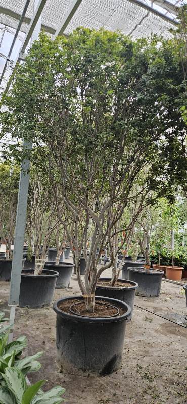 Myrciaria Cauliflora