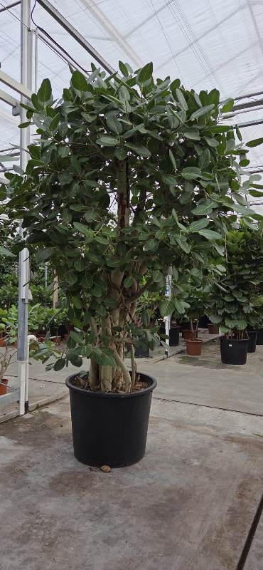 Ficus benghalensis