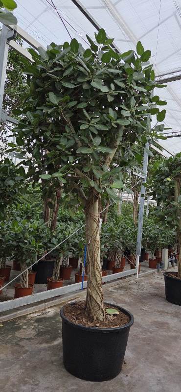 Ficus benghalensis
