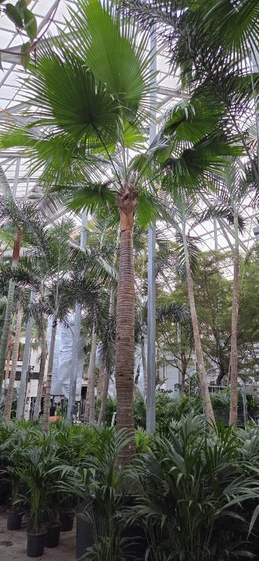 Livistona rotundifolia