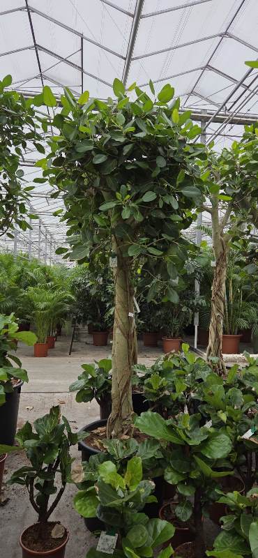 Ficus benghalensis