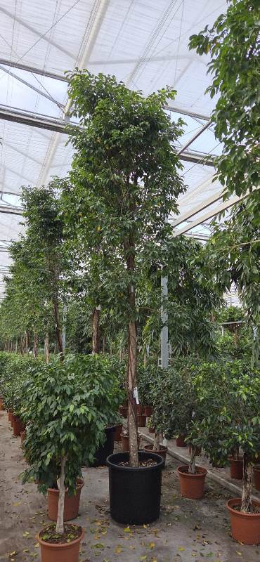 Ficus benjamina Columnar