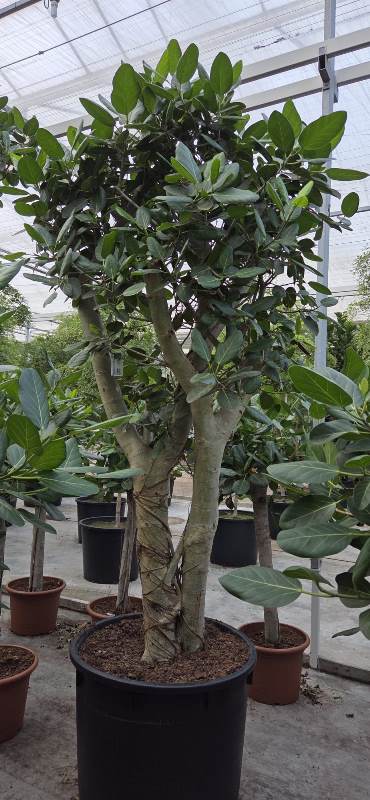 Ficus benghalensis