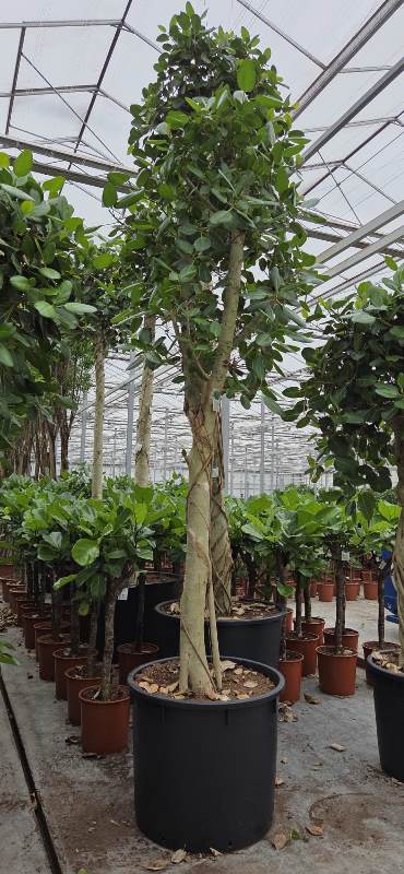 Ficus benghalensis