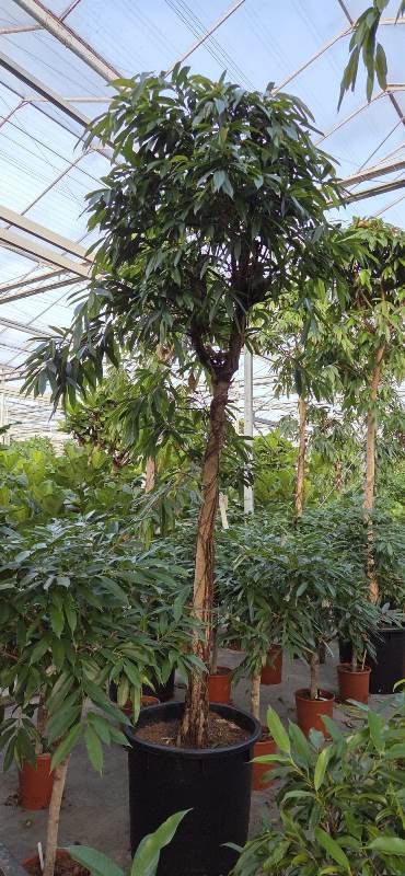Ficus Amstel King