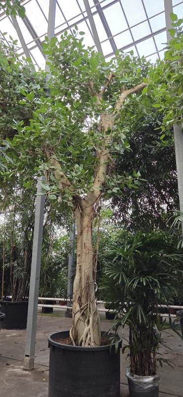Ficus benghalensis