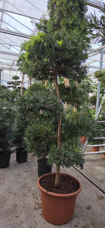 Podocarpus macrophylla