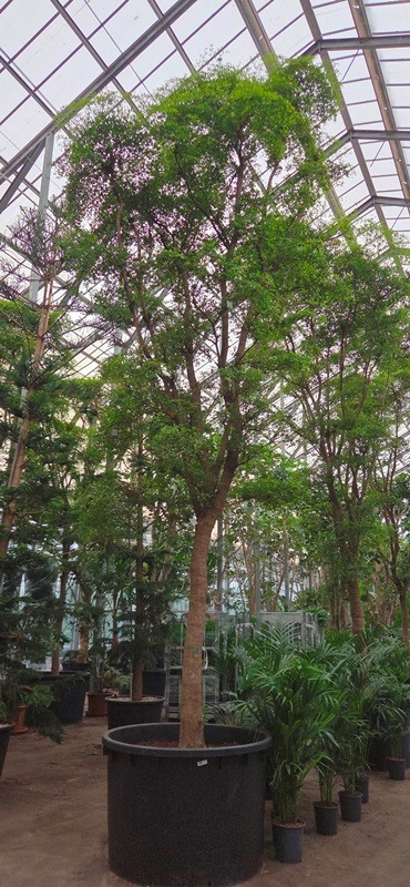 Bucida buceras
