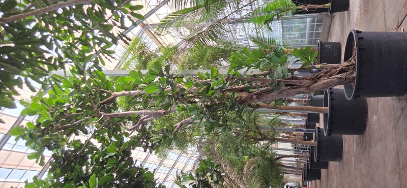 Ficus lyrata