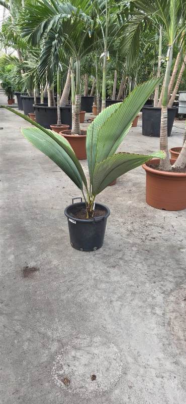 Johannesteijsmannia altifrons