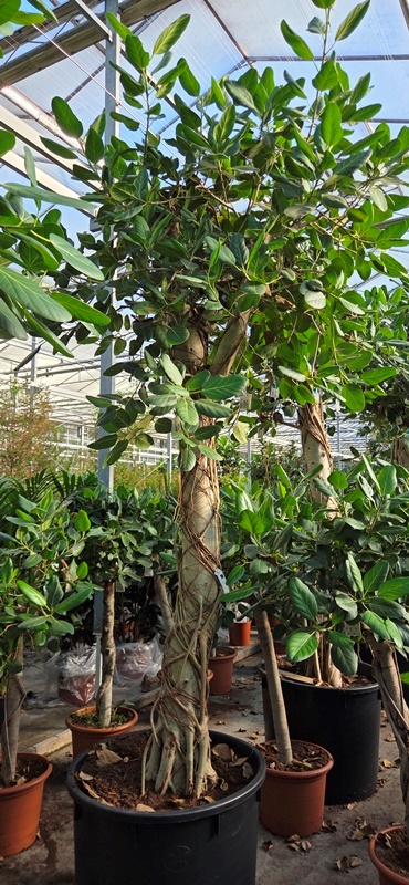 Ficus benghalensis