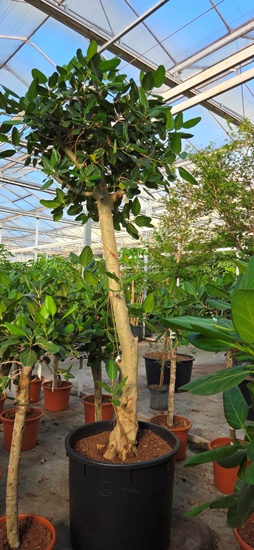Ficus benghalensis