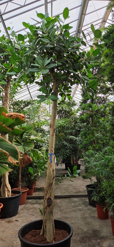 Ficus benghalensis