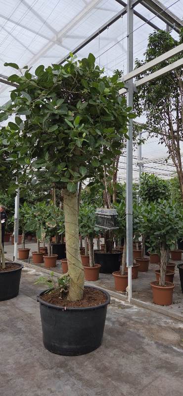 Ficus benghalensis