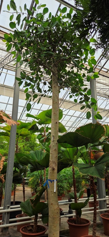 Ficus benghalensis