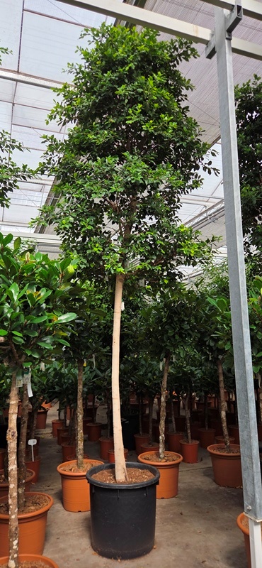Ficus Nitida