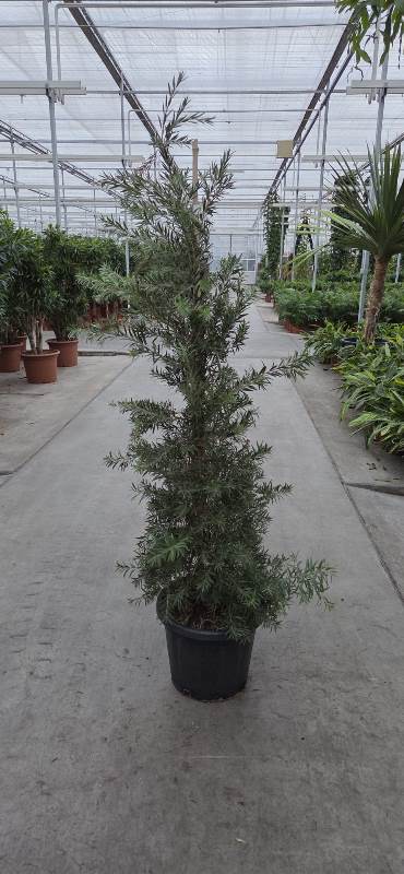 Callistemon