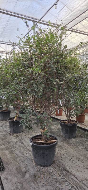 Myrciaria Cauliflora