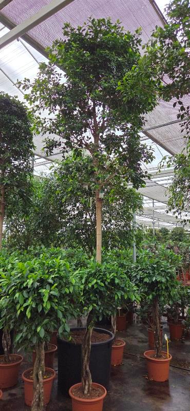 Ficus Nitida