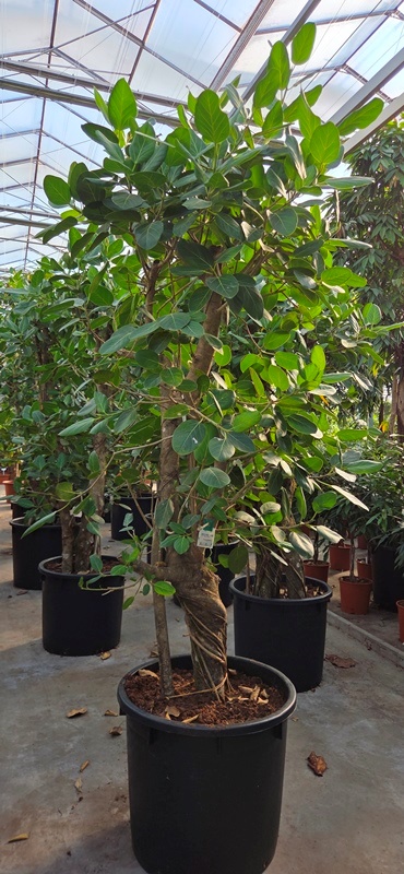 Ficus benghalensis