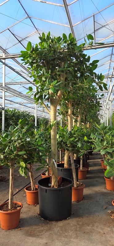 Ficus benghalensis