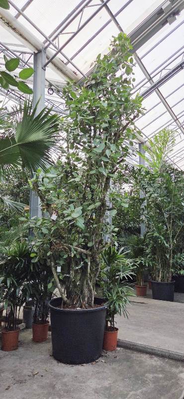 Ficus benghalensis