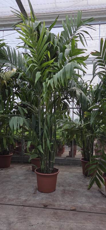 Areca triandra