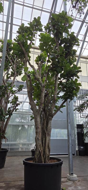 Ficus lyrata