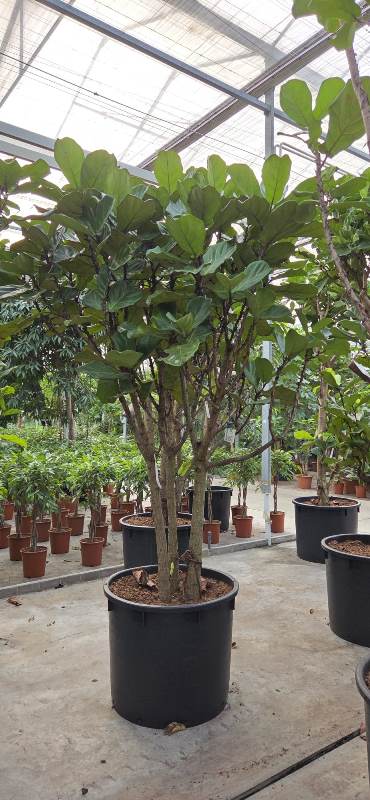 Ficus lyrata