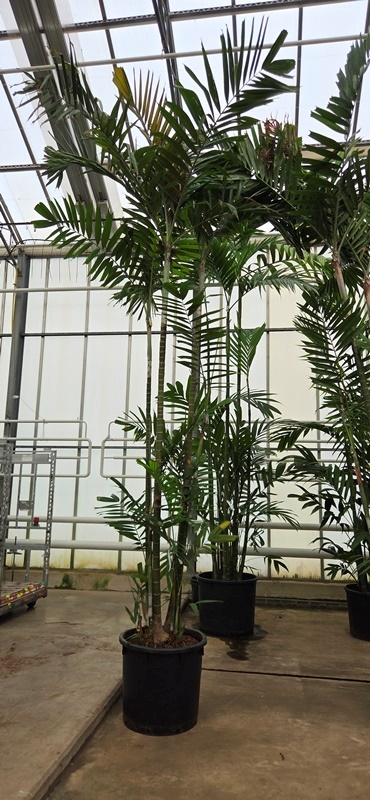 Ptychosperma macarthurii