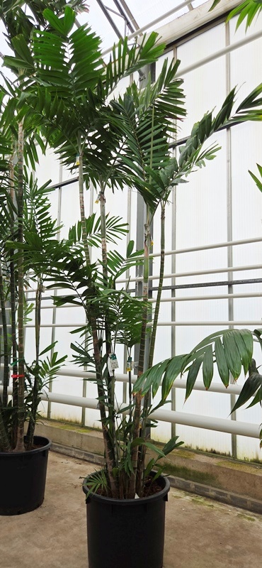 Ptychosperma macarthurii