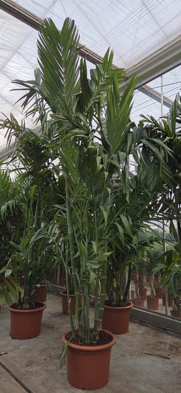 Areca triandra