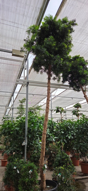Podocarpus macrophylla