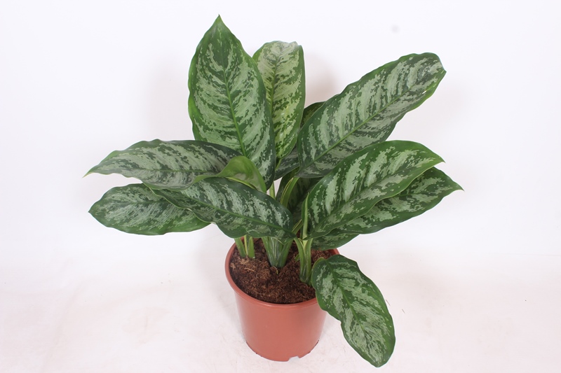 Aglaonema Chantal
