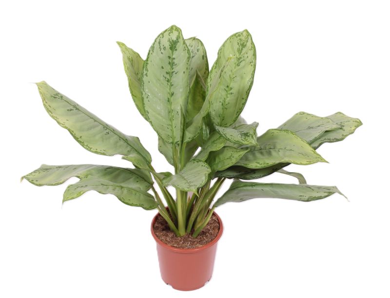 Aglaonema B.J. Freedman