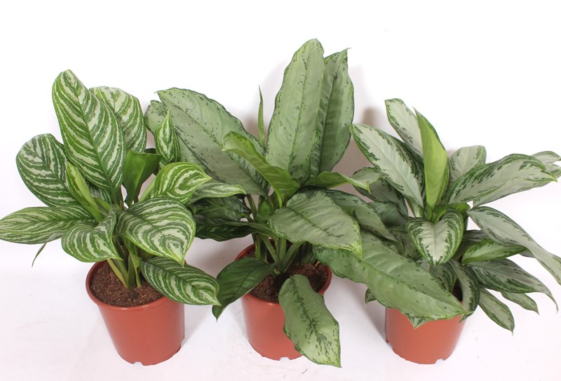 Aglaonema mix