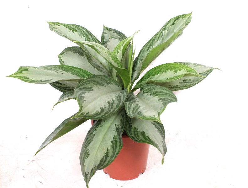Aglaonema Silver Bay
