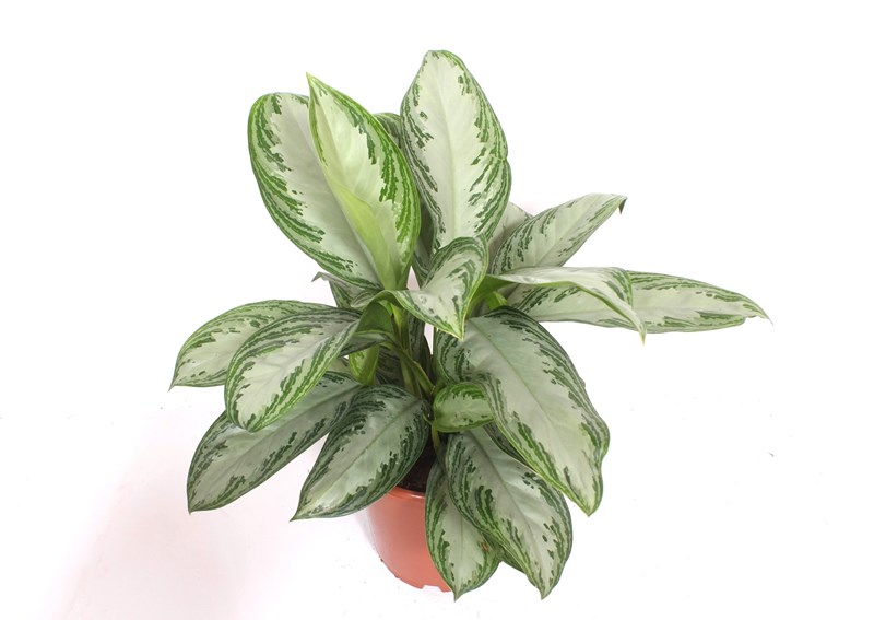 Aglaonema Silver Bay