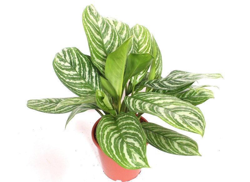Aglaonema Stripes