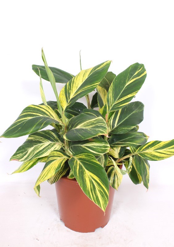 Alpinia zerumbet Variegata