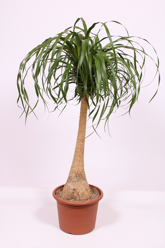 Beaucarnea