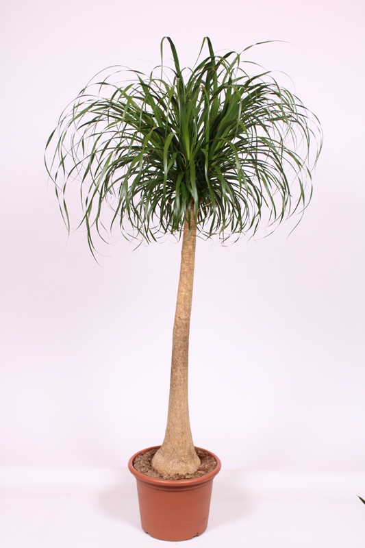 Beaucarnea