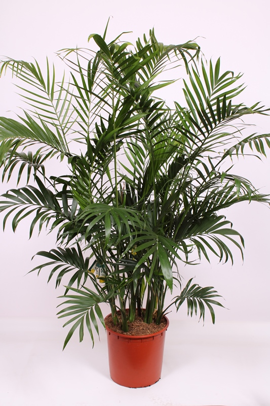Chamaedorea cataractarum Stella