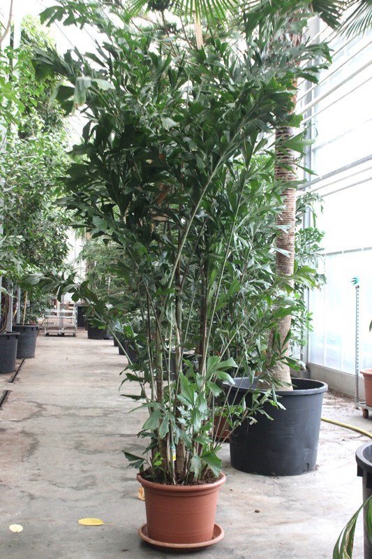 Caryota mitis